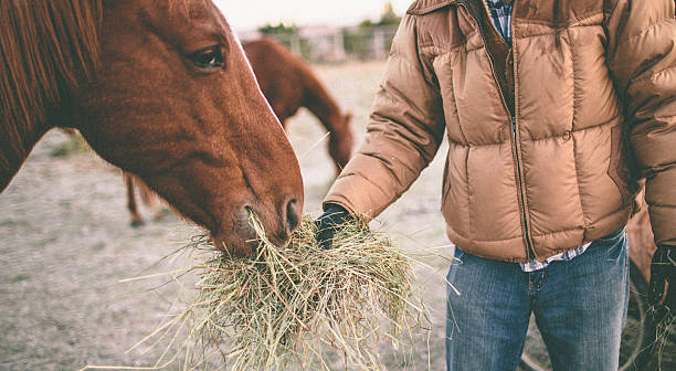 Breeding Horse Feed: Essential Nutrients For Healthy Foals