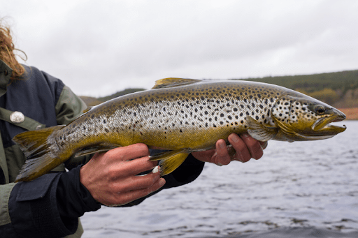 Experience the Thrill of Fishing in the Lake District’s Scenic Waters